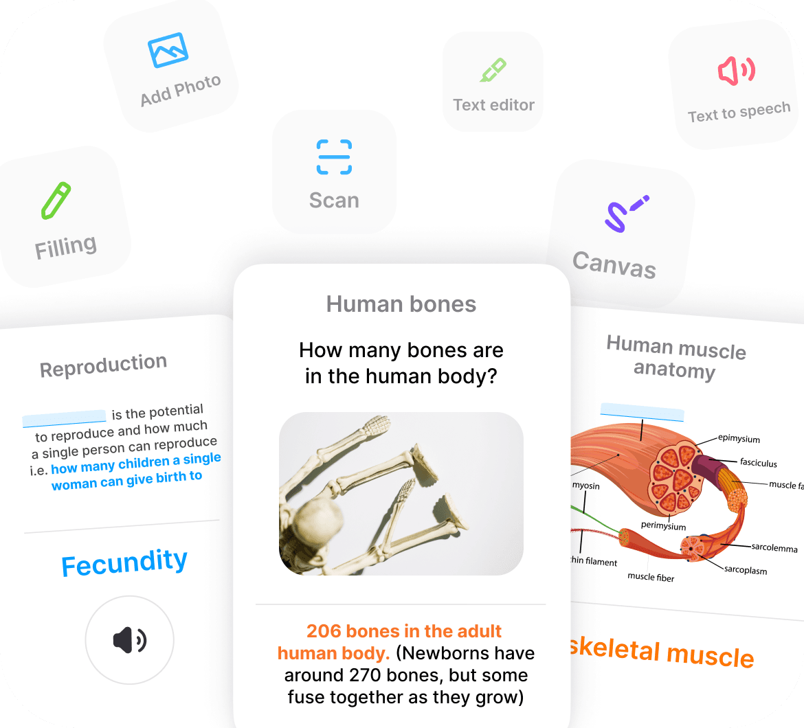 Customize Your Anatomy Flashcards